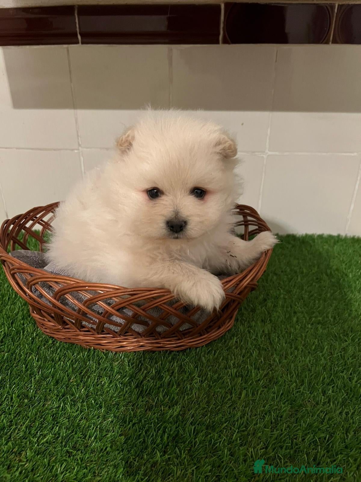 Pomerania perros POMERANIAS LISTO PARA ENTREGA🐾 - Anuncio 5