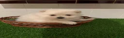 Pomerania perros en venta: POMERANIAS LISTO PARA ENTREGA🐾 en Barcelona - Anuncio 1