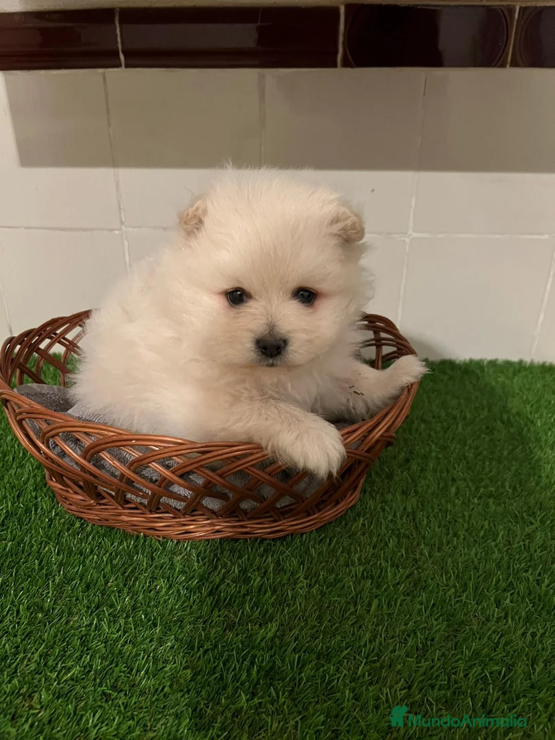 Pomerania perros en venta: POMERANIAS LISTO PARA ENTREGA🐾 en Barcelona - Anuncio 1