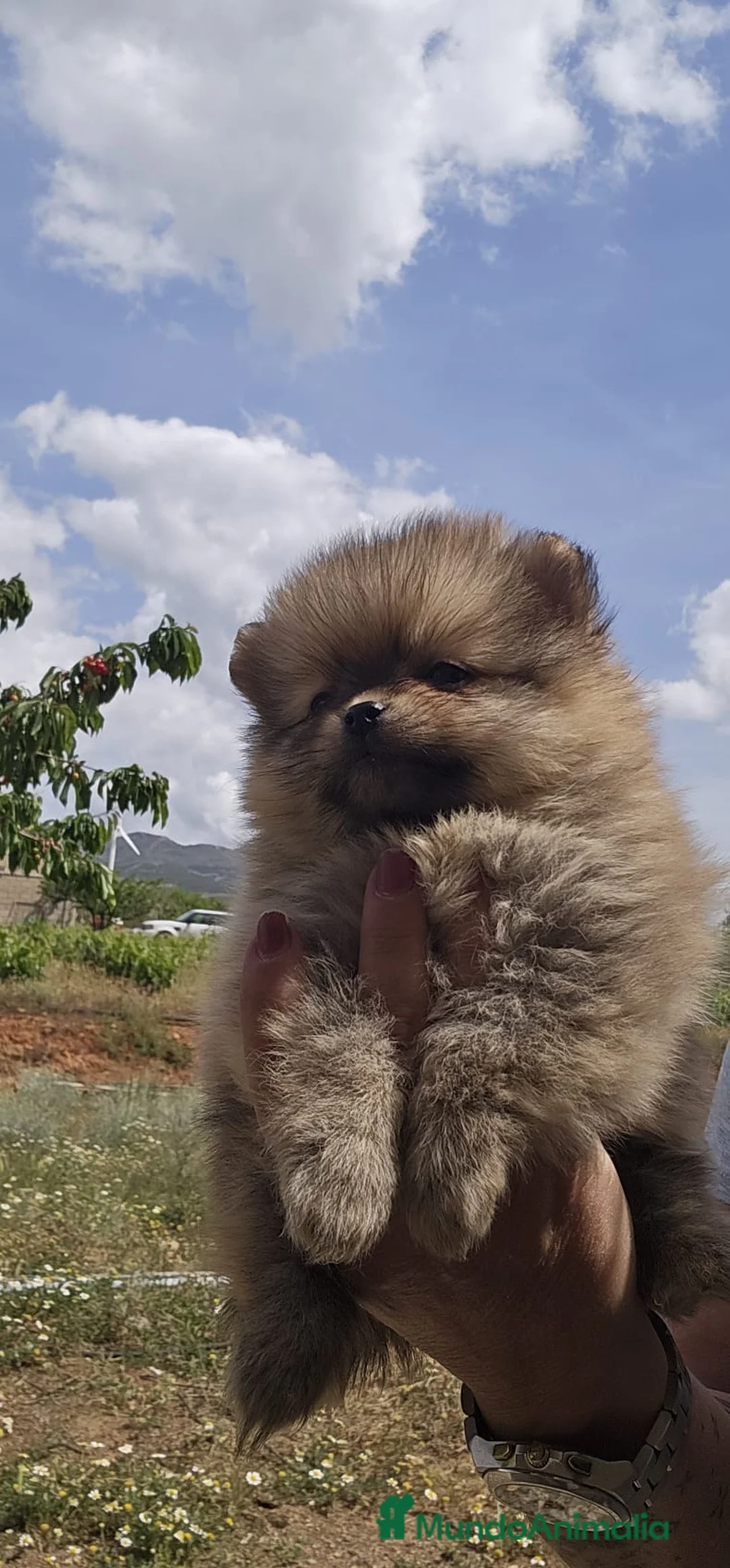 Pomerania perros en venta: EJEMPLARES DE POMERANIA TOY  - Anuncio 2