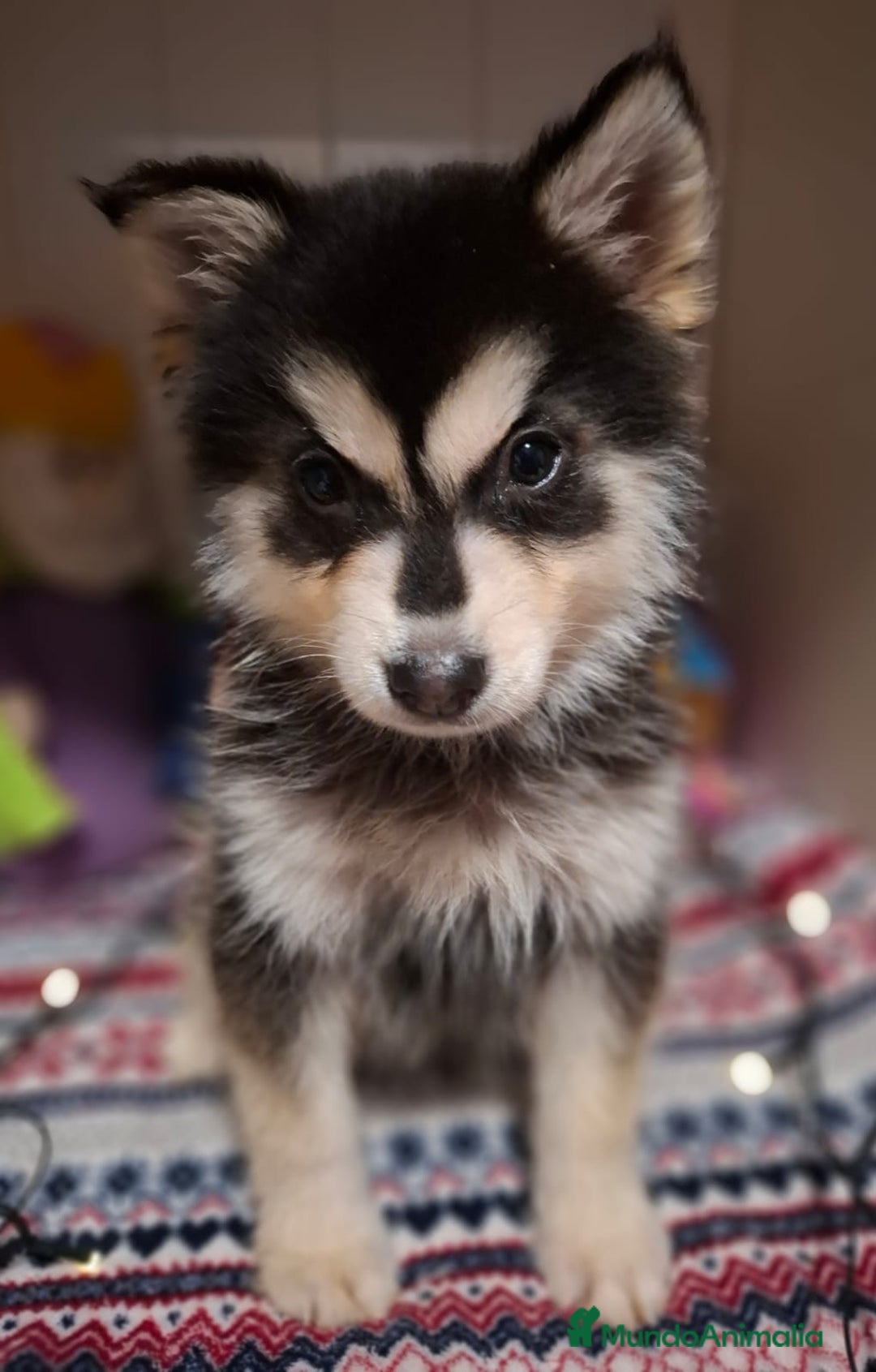 Pomsky perros en venta:   CACHORRO POMSKY - Anuncio 1