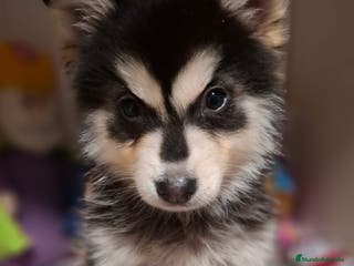 Pomsky perros CACHORRO POMSKY - Anuncio 2