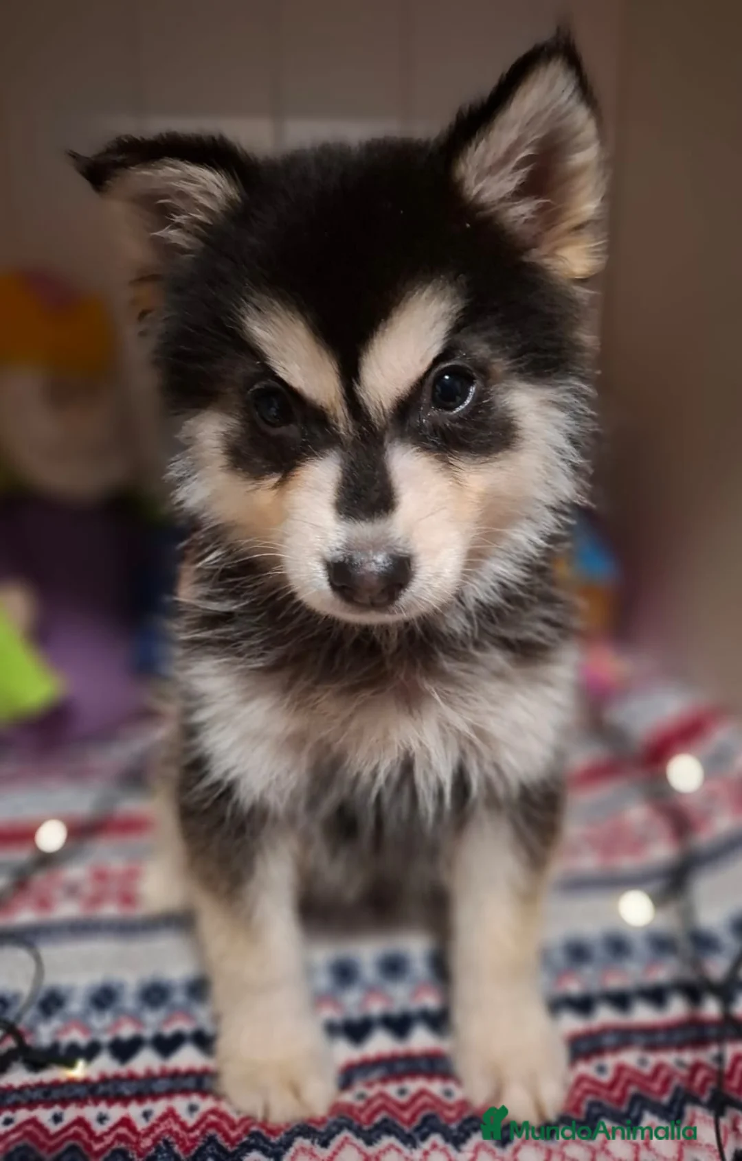 Pomsky perros en venta:   CACHORRO POMSKY - Anuncio 1