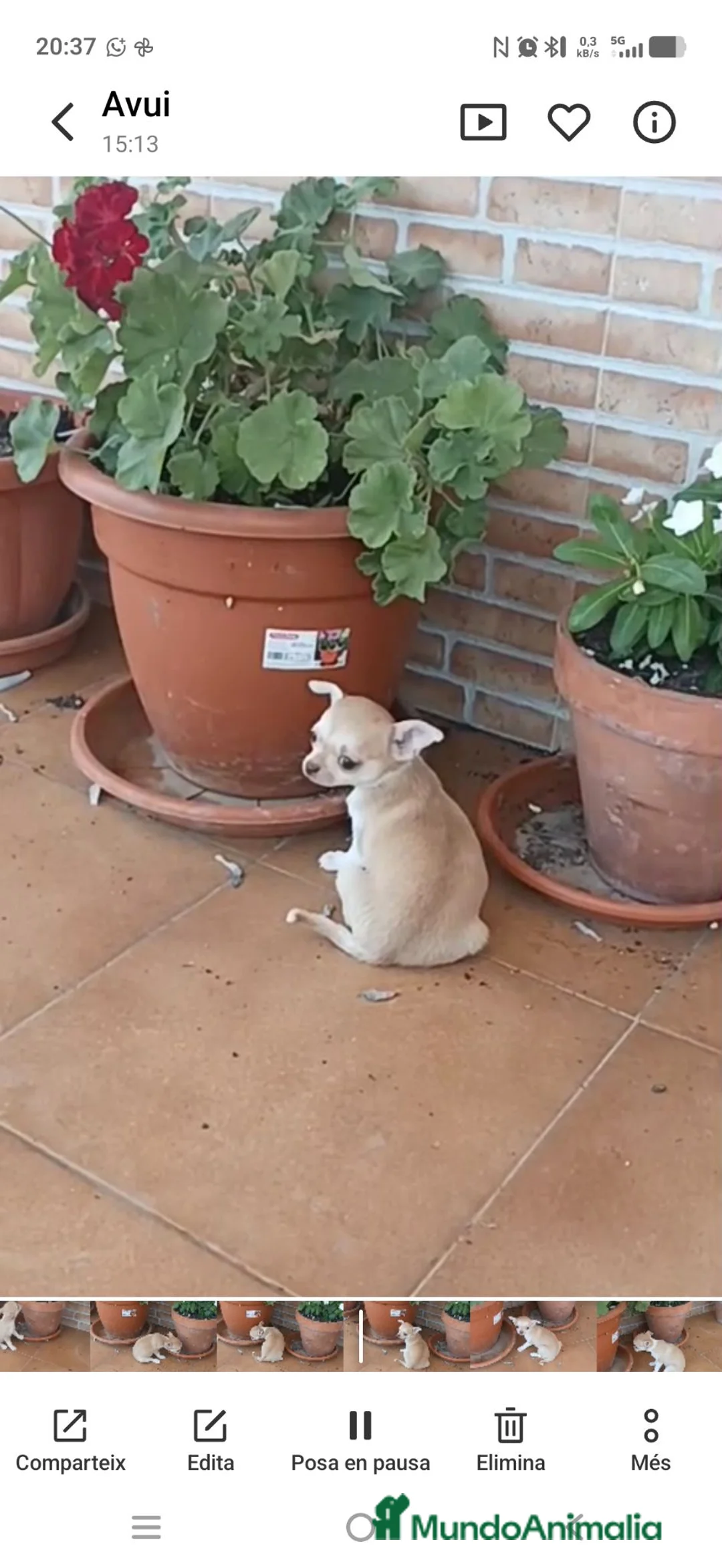 Chihuahua perros en venta: Chihuahua toy crema hembra y macho  - Anuncio 1