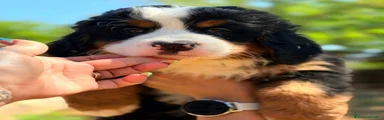 Boyero de Berna 1