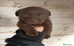 Labrador Retriever perros en venta: Labrador  - Anuncio 9