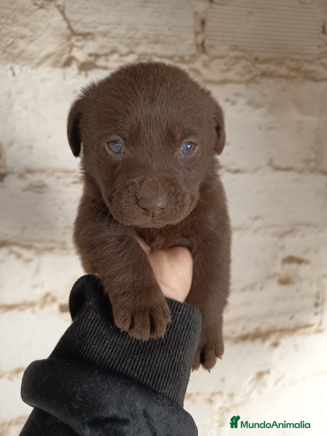 Labrador Retriever perros en venta: Labrador  - Anuncio 9