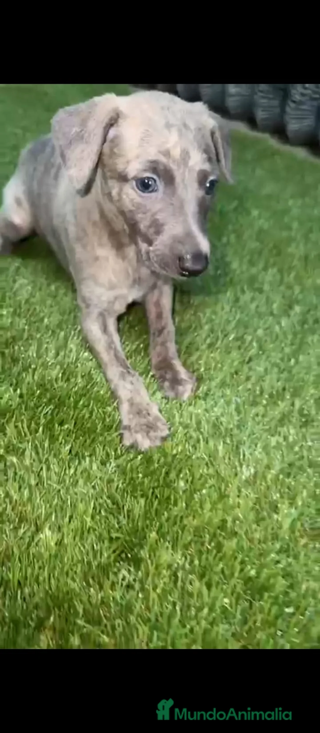 Whippet perros en venta: Whippet - Anuncio 3