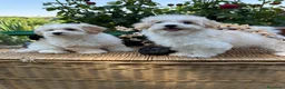 Maltipoo perros en venta: Maltipoo!!! - Anuncio 2