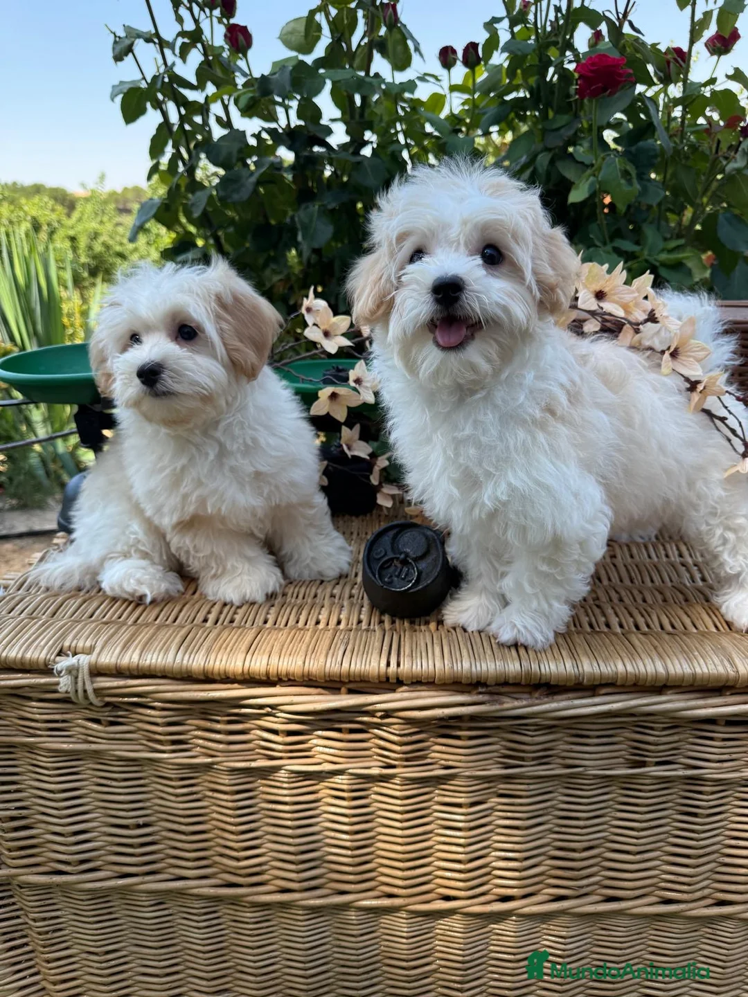 Maltipoo perros en venta: Maltipoo!!! - Anuncio 2