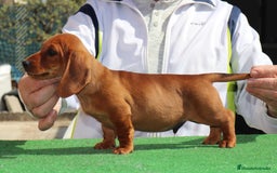 Teckel Miniatura perros en venta: CAMADA TECKEL PELO FINO, ULTIMOS PRECIOS  - Imagen 2