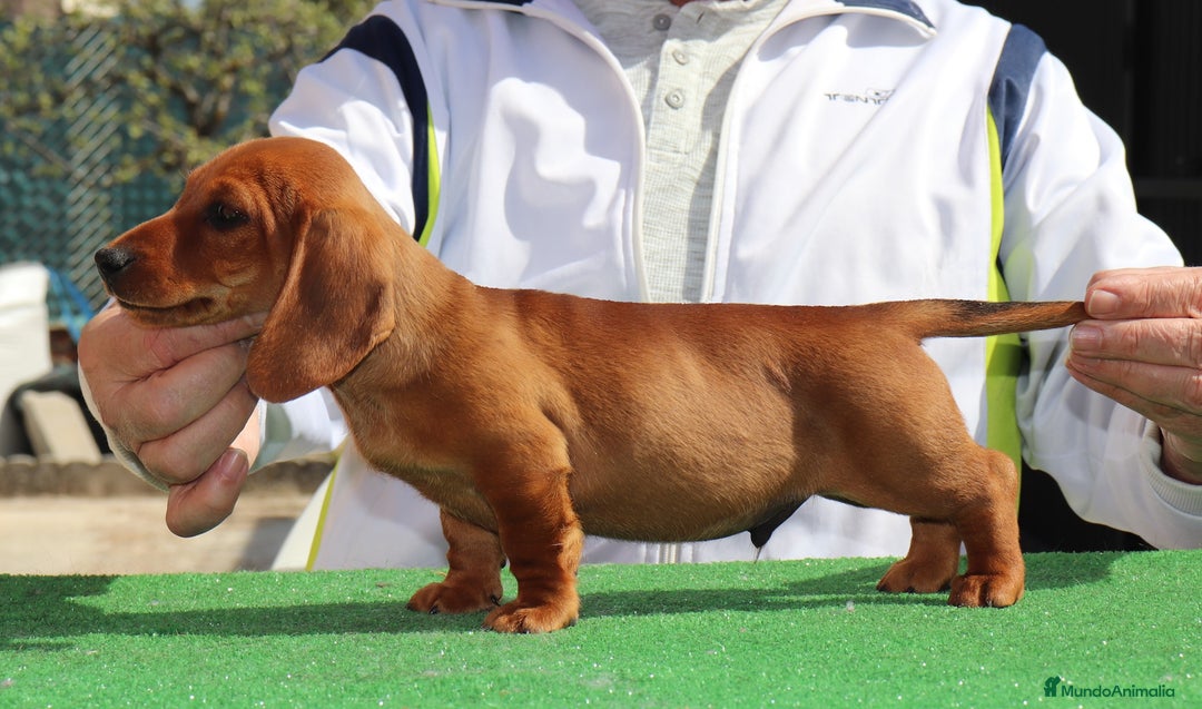Teckel Miniatura perros en venta: CAMADA TECKEL PELO FINO, ULTIMOS PRECIOS  - Imagen 2
