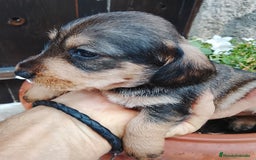 Teckel perros en venta: Teckel de pelo duro  - Imagen 1