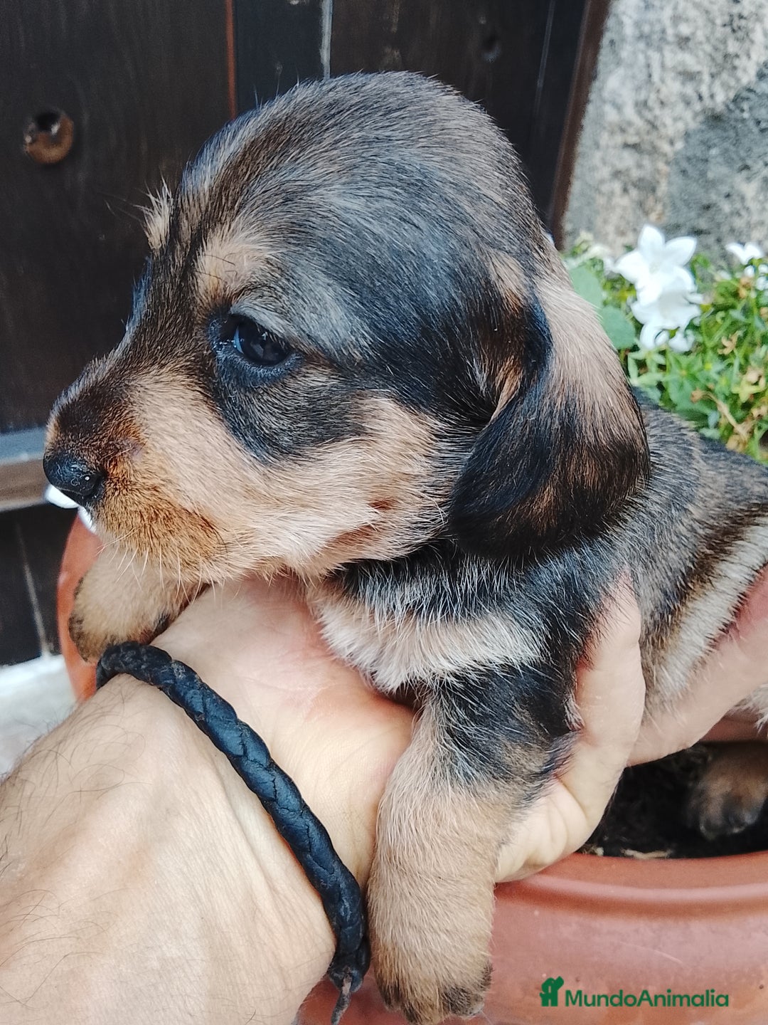 Teckel perros en venta: Teckel de pelo duro  - Imagen 1