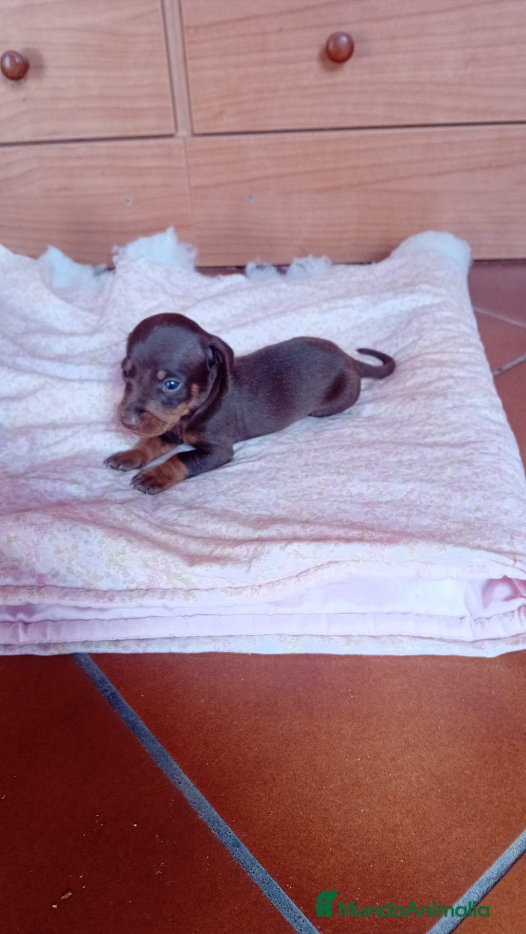 Teckel Miniatura perros en venta: Teckel kaninchen  - Imagen 3