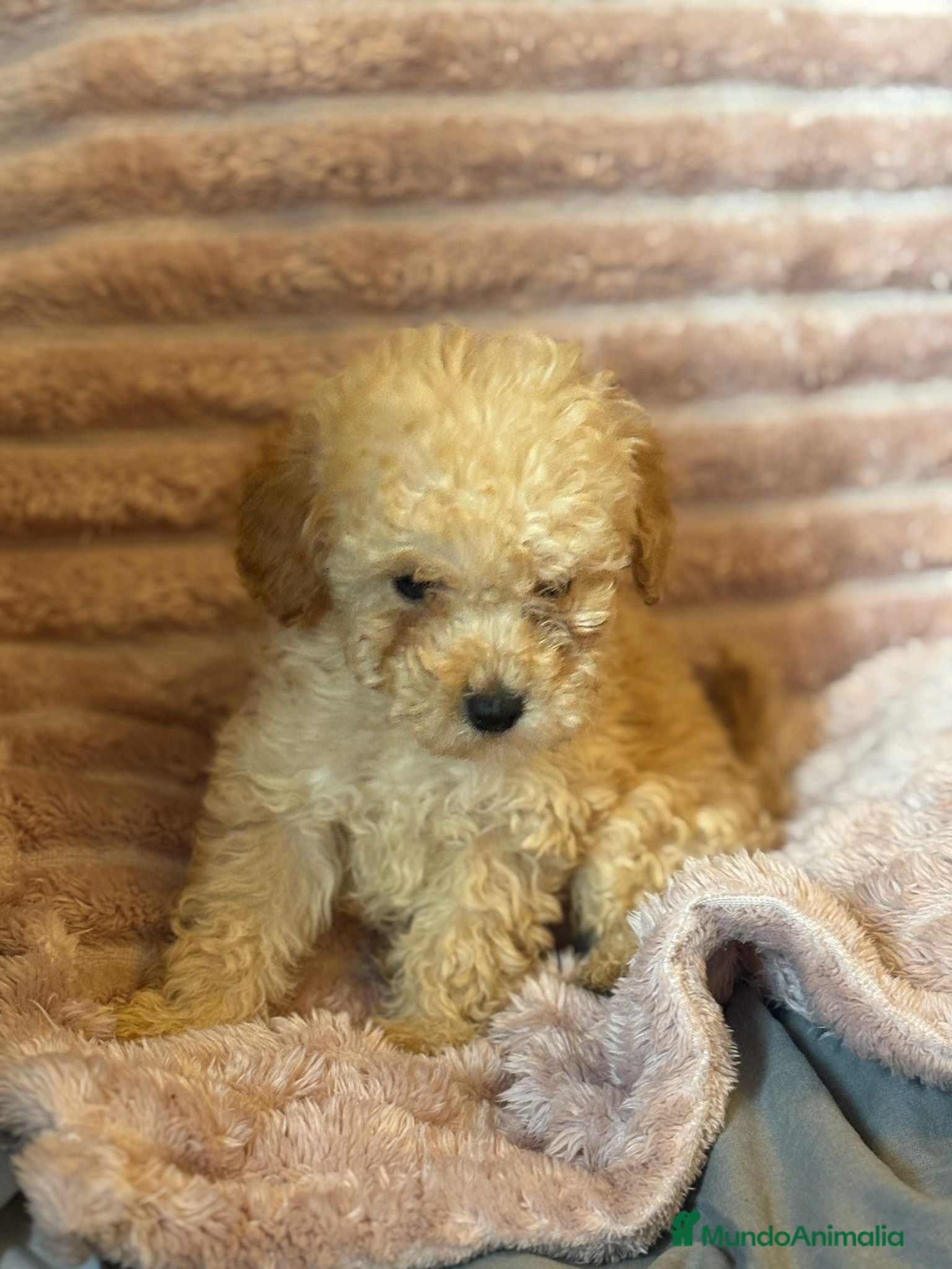 Caniche Toy perros en venta: Últimos machitos caniche toy apricot  - Anuncio 7