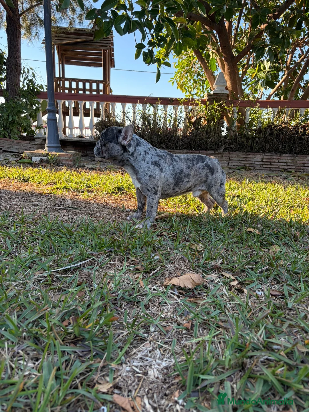 Bulldog Francés perros en venta: Bulldog frances - Anuncio 2