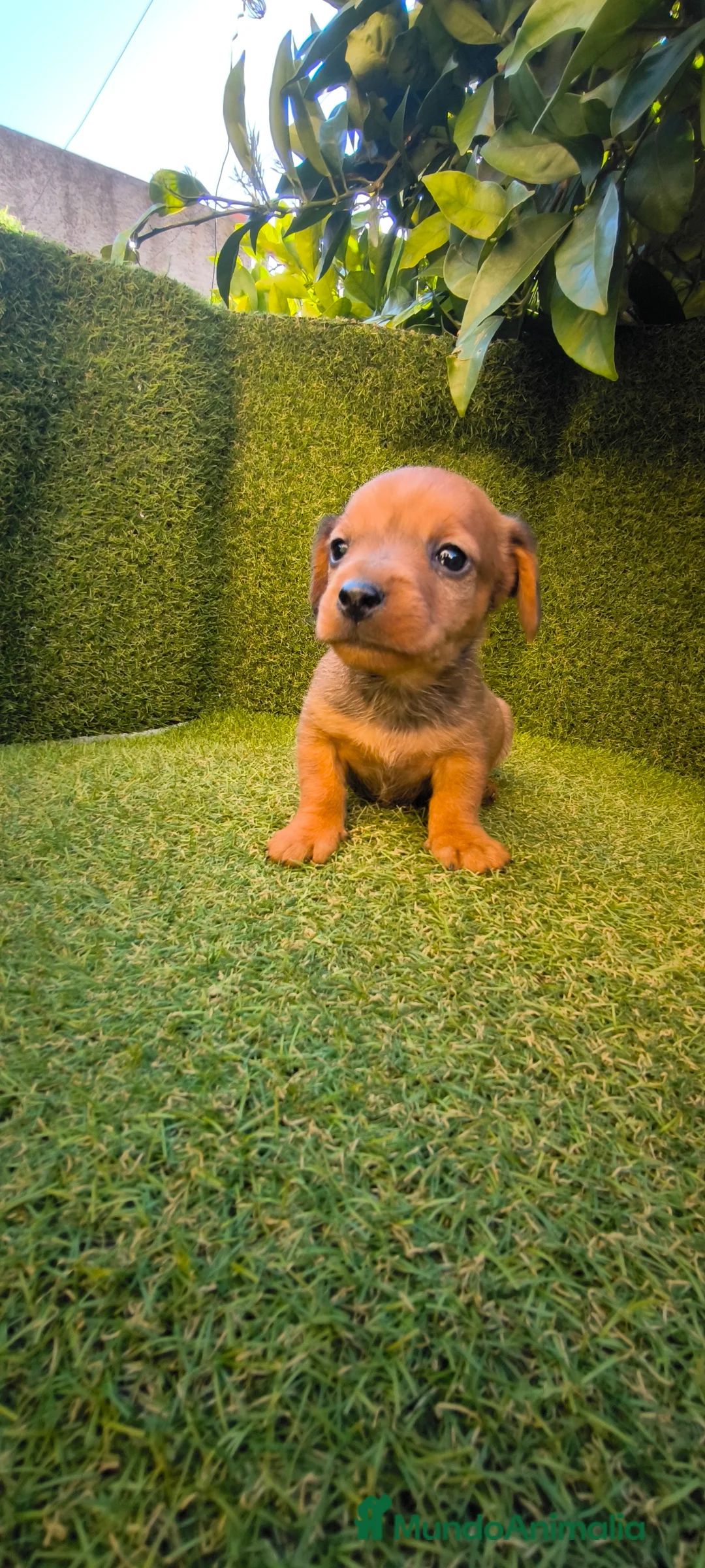 Teckel Miniatura perros en venta: camada teckel miniatura  - Anuncio 5