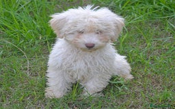 Perro de Agua Español perros en venta: CACHORRA, PERRO DE AGUA ESPAÑOL - Anuncio 4