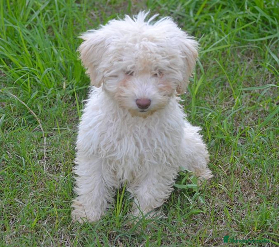 Perro de Agua Español perros en venta: CACHORRA, PERRO DE AGUA ESPAÑOL - Anuncio 4