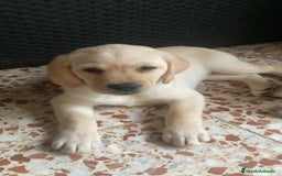 Labrador Retriever perros en venta: Ultimos cachorros - Imagen 4