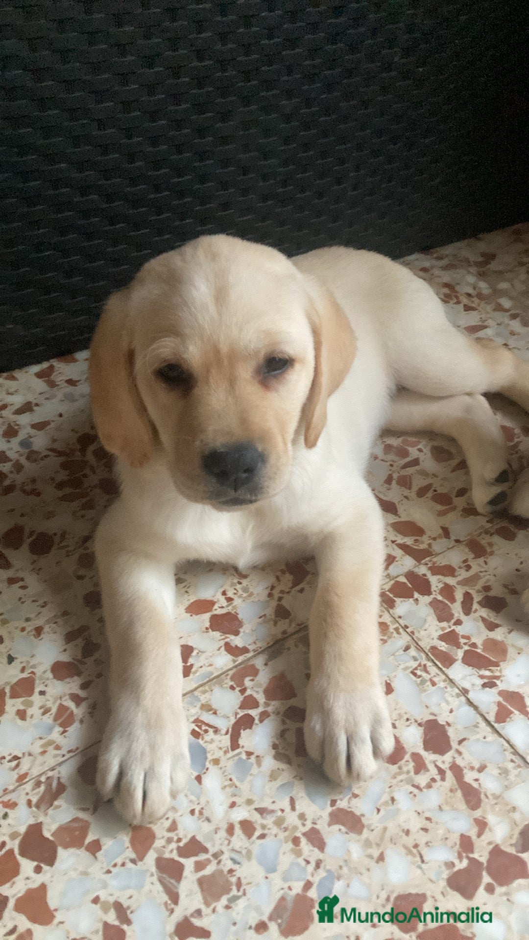 Labrador Retriever perros en venta: Ultimos cachorros - Imagen 4