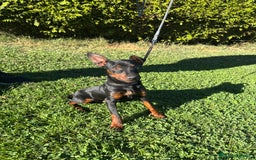 Pinscher Miniatura perros en venta: Pinscher Miniatura  - Imagen 19