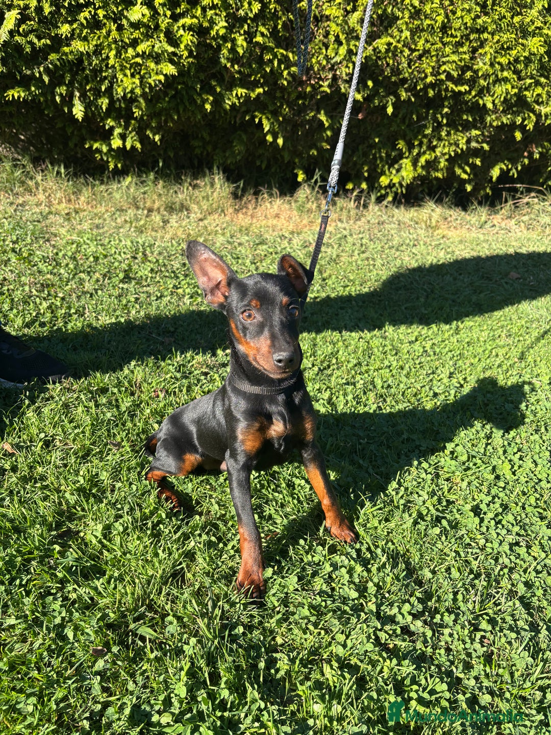 Pinscher Miniatura perros en venta: Pinscher Miniatura  - Imagen 19