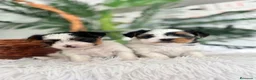Yorkshire Terrier perros en venta: YORKSHIRE BIEWER - Anuncio 8