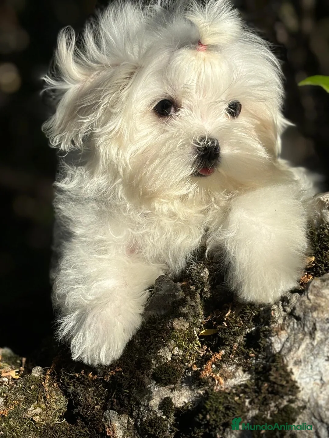 Bichón Maltés perros en venta: Bichon Maltés muy bonitos !!! - Anuncio 2