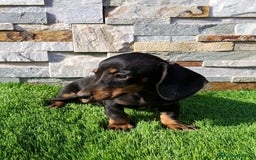 Teckel Miniatura perros en venta: Teckel kaninchen!! - Imagen 4