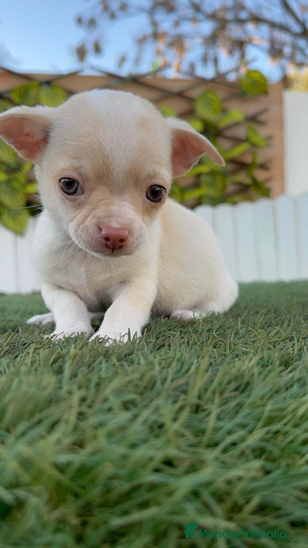 Chihuahua perros en venta: CHIHUAHUA MACHO - Anuncio 15