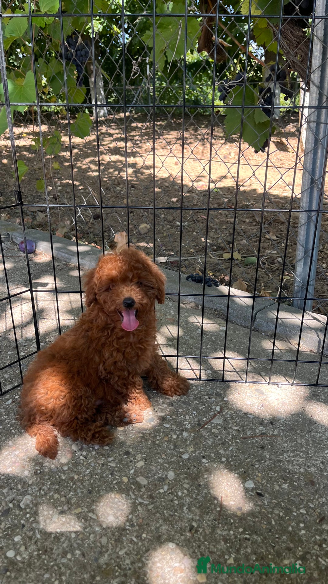 Caniche Toy perros en venta: Caniche toy  - Imagen 3