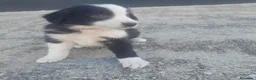 Border Collie perros en venta: BORDER COLLIE - Anuncio 1
