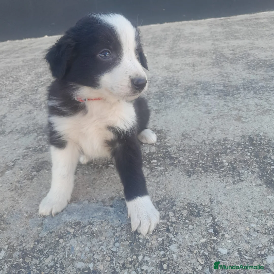 Border Collie perros en venta: BORDER COLLIE - Anuncio 1