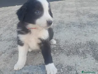 Border Collie perros BORDER COLLIE - Anuncio 2