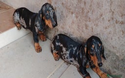 Teckel perros en venta: Cachorro teckel arlequín plata  - Imagen 2