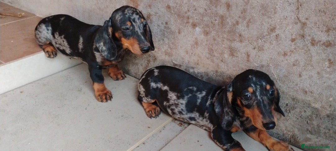 Teckel perros en venta: Cachorro teckel arlequín plata  - Imagen 2