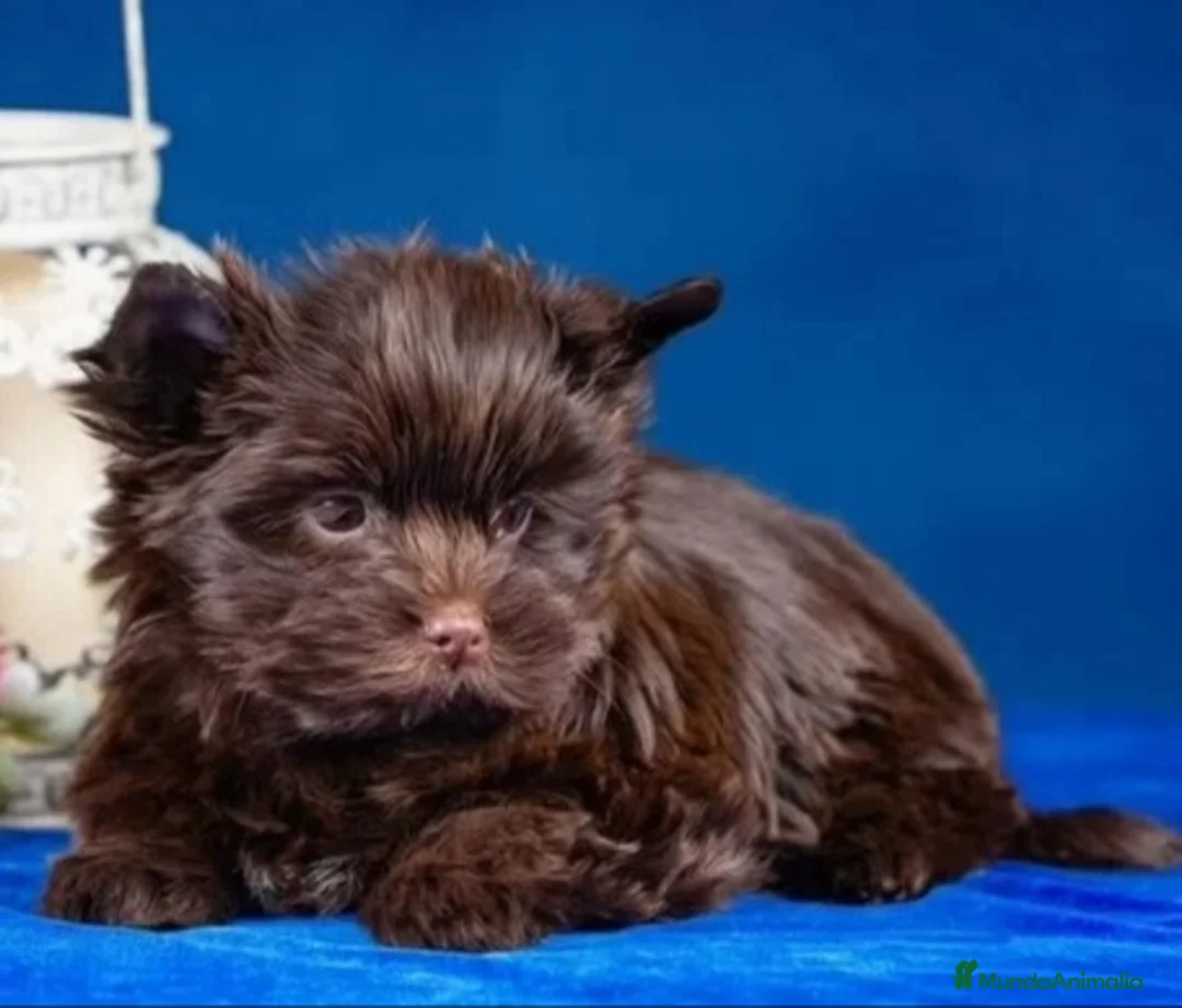 Yorkshire Terrier perros en venta: Cachorros Yorkshire Chocolate  - Anuncio 2