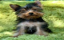 Yorkshire Terrier perros en venta: Yorki mini  - Imagen 1
