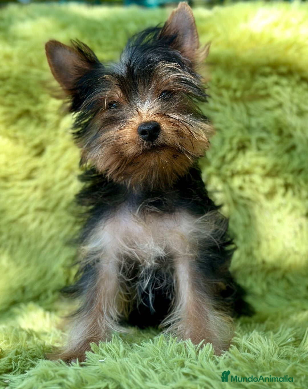 Yorkshire Terrier perros en venta: Yorki mini  - Imagen 1