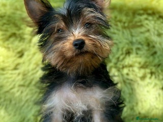 Yorkshire Terrier perros - Anuncio 11