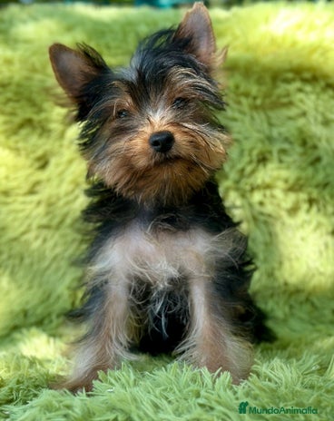 Yorkshire Terrier perros - Anuncio 13