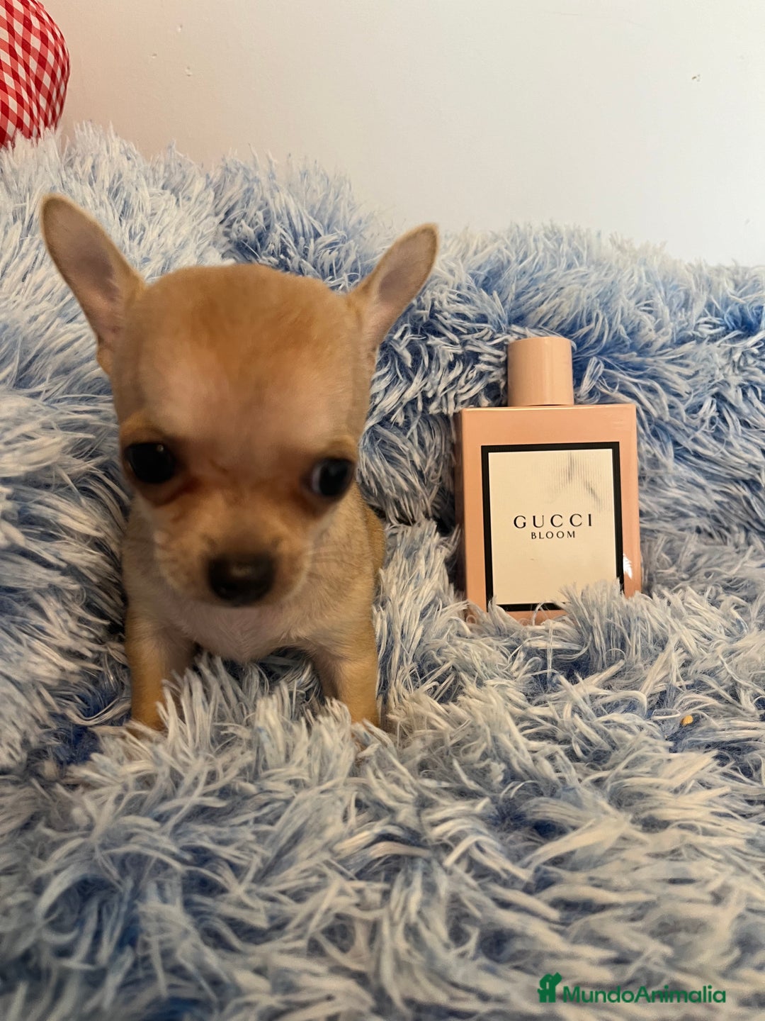 Chihuahua perros en venta: Chihuahua  - Imagen 2