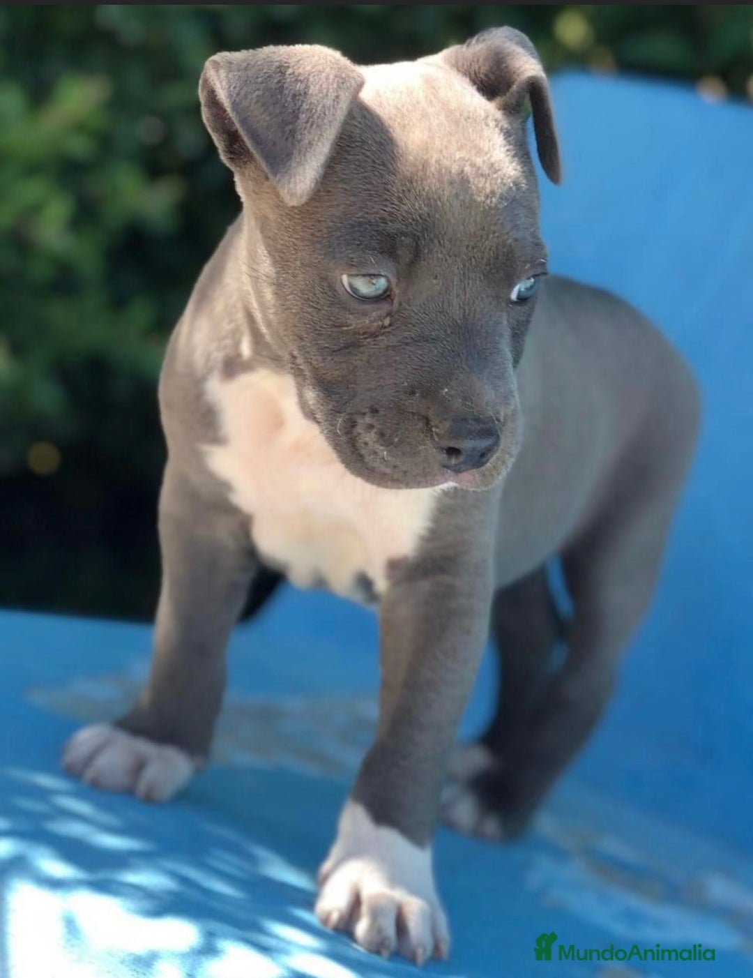 American Staffordshire-Terrier perros en venta: American Stanford, nueva Camada - Anuncio 37