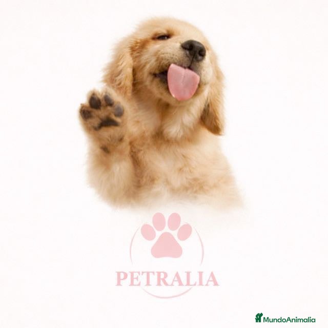 Shih Tzu perros Preciosa camada de Shih Tzu - Anuncio 1