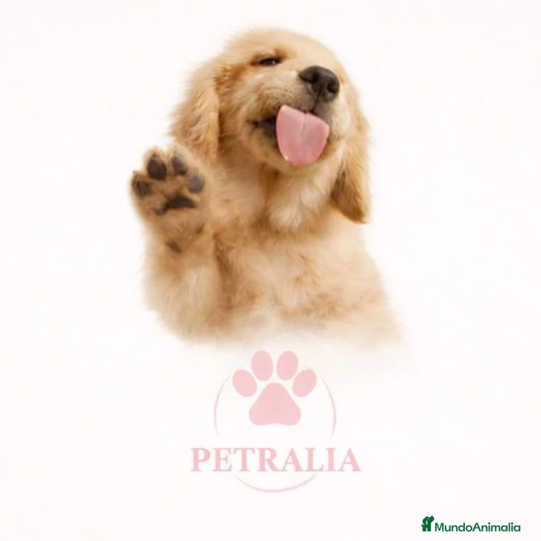 Shih Tzu perros en venta: Preciosa camada de Shih Tzu - Anuncio 1