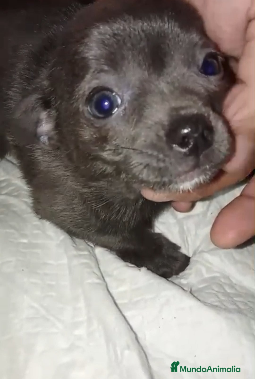 Chihuahua perros en venta: Chihuahua  - Anuncio 6