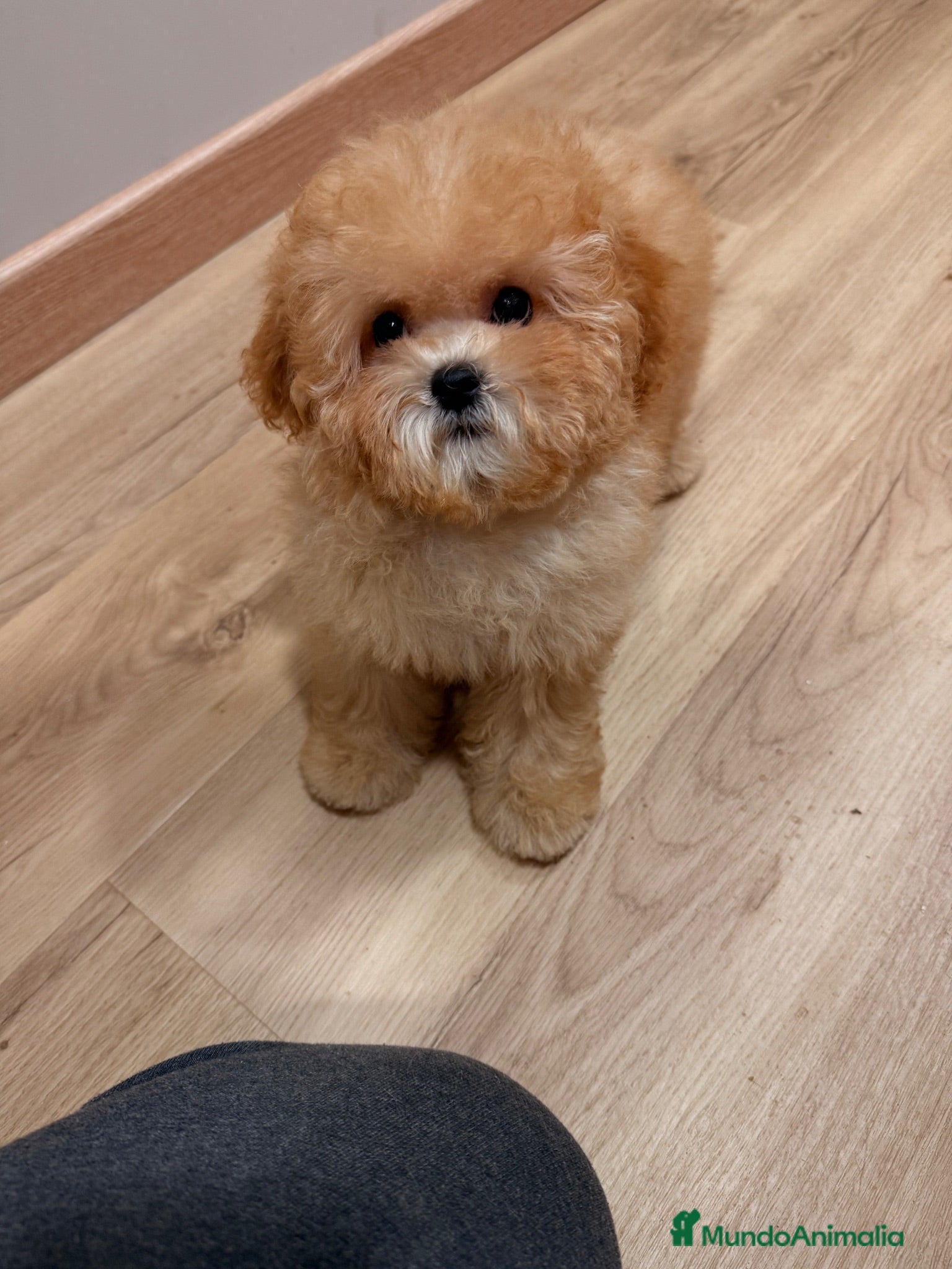 Shihpoo perros ShihPoo apricot  - Anuncio 1