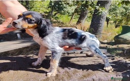 Épagneul Breton perros en venta: ESPAGNEULS BRETON TRICOLORES  - Imagen 5
